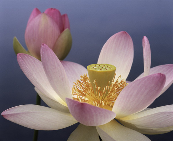 Perfect Pink Lotus : Beauty in Context : Diane Smook Photography: Nature, Dance, Documentary